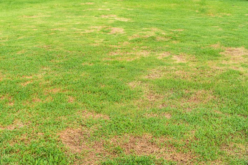 Lawn Disease Symptoms